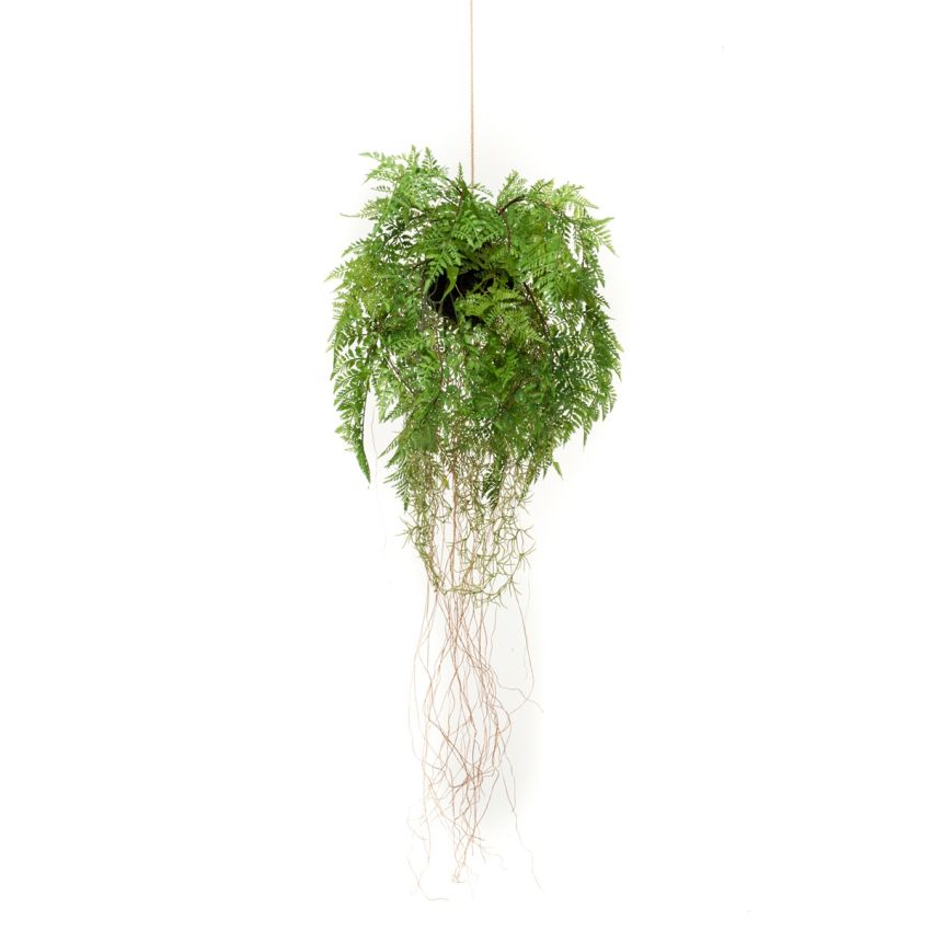 Fern w roots hanging deko d35cm