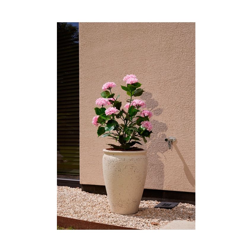 Hydrangea pink UV in pot 90cm