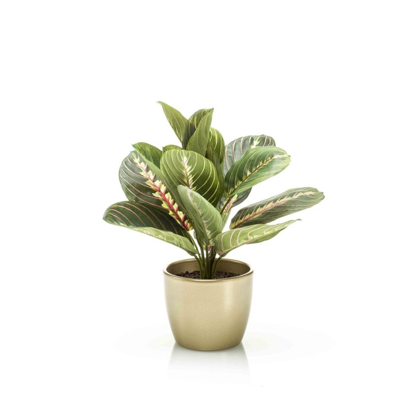 Maranta bush green 30cm in pearlgold pot