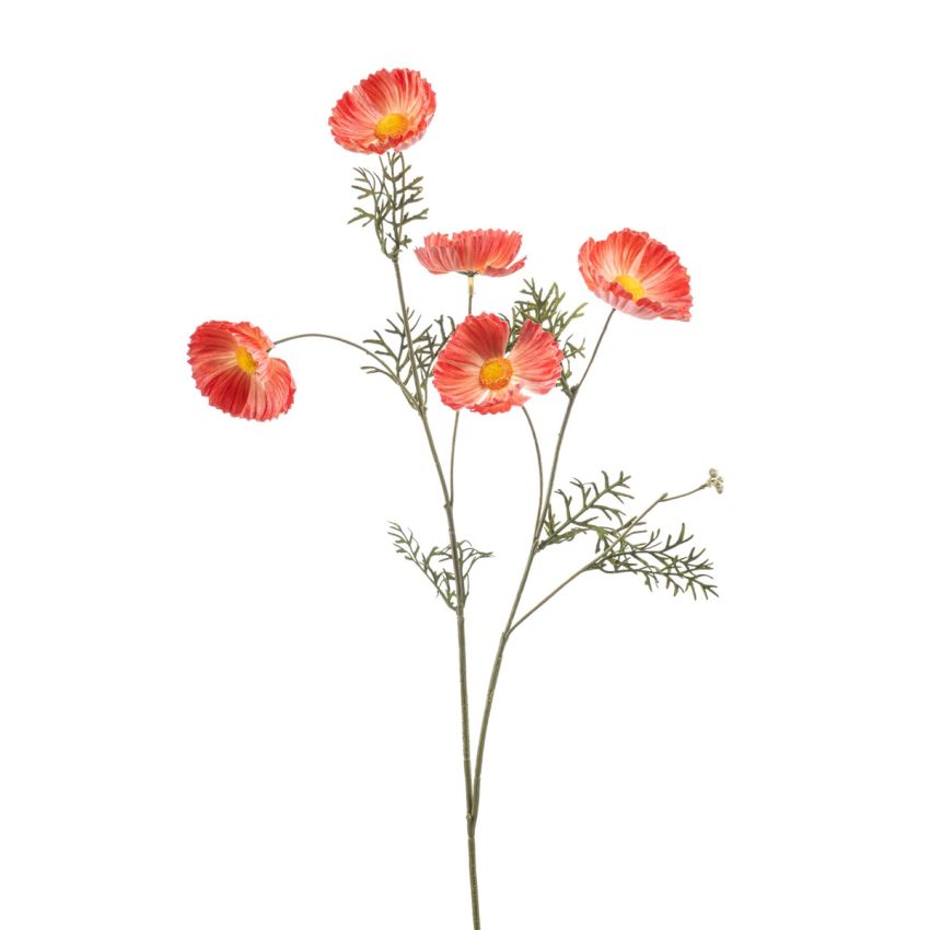Cosmos spray orange 70cm