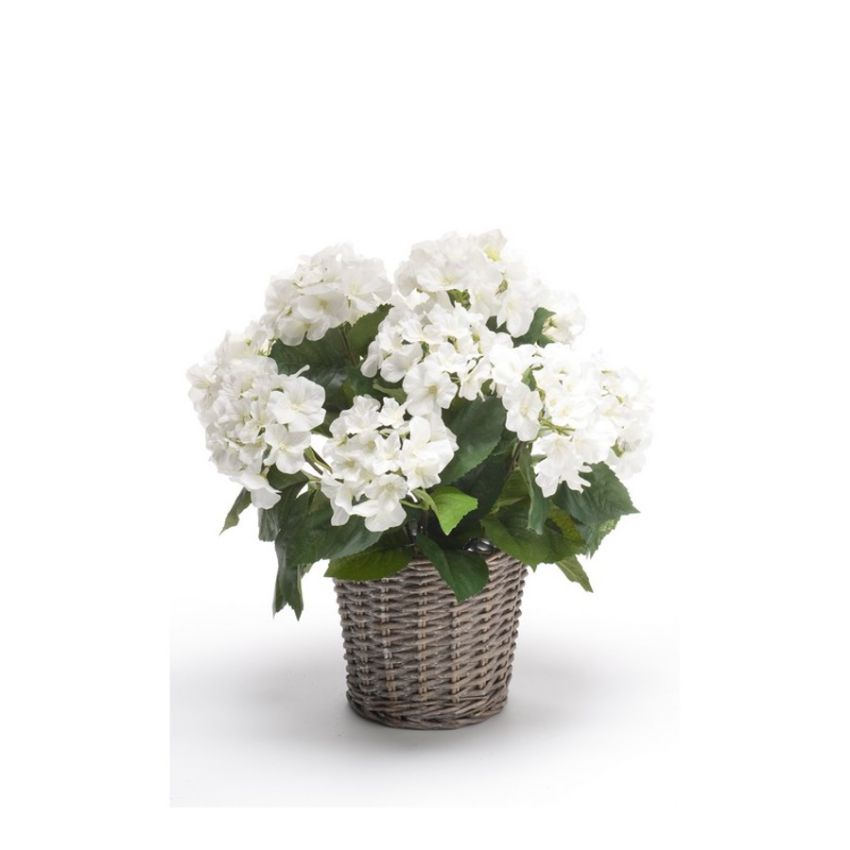 Hydrangea bush white45cm in basket