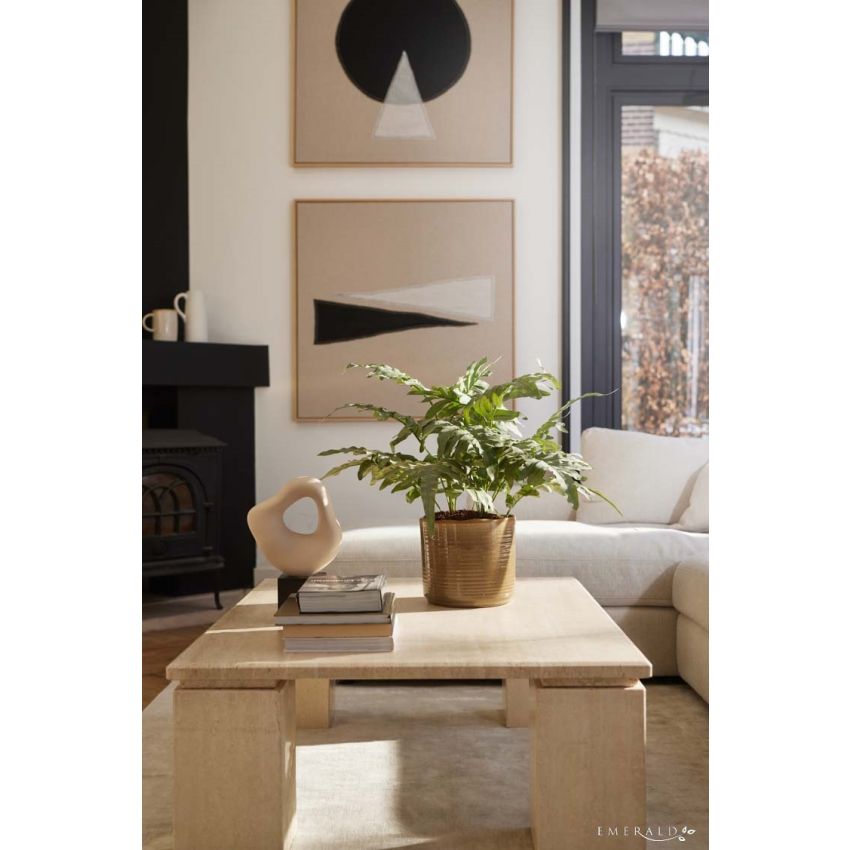 Phlebodium bush grey/green 67cm