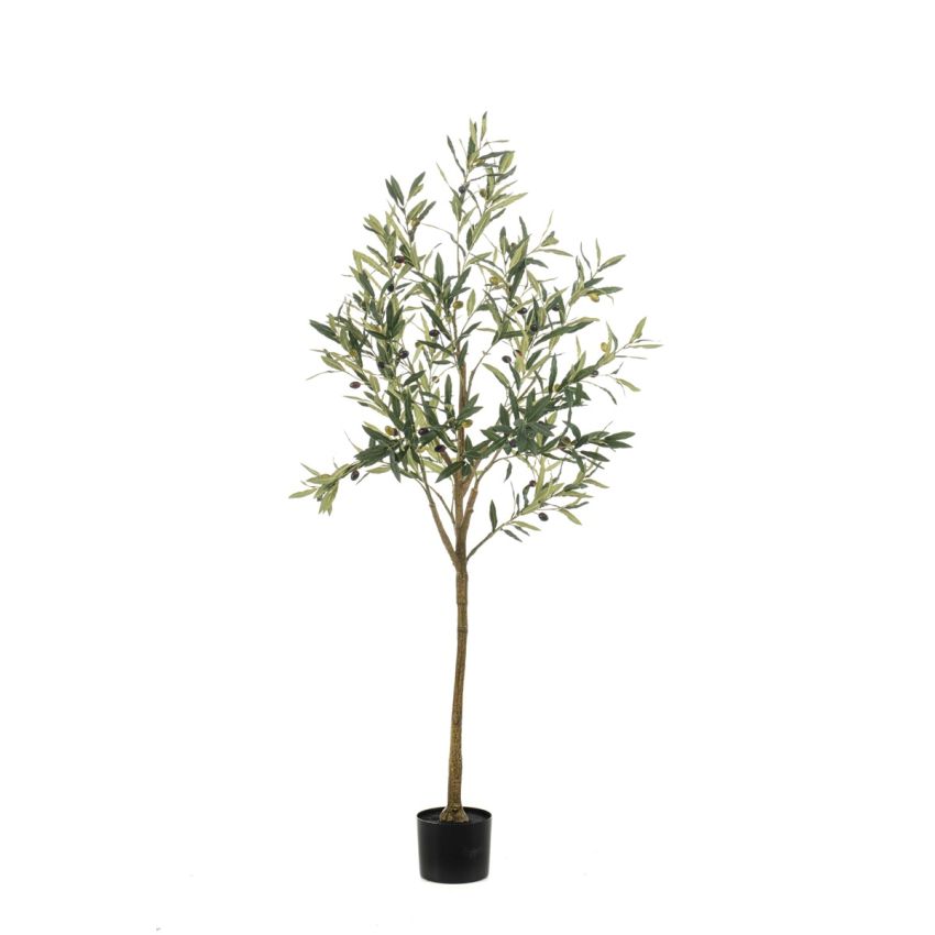 Olive tree 150cm (knock down packing)