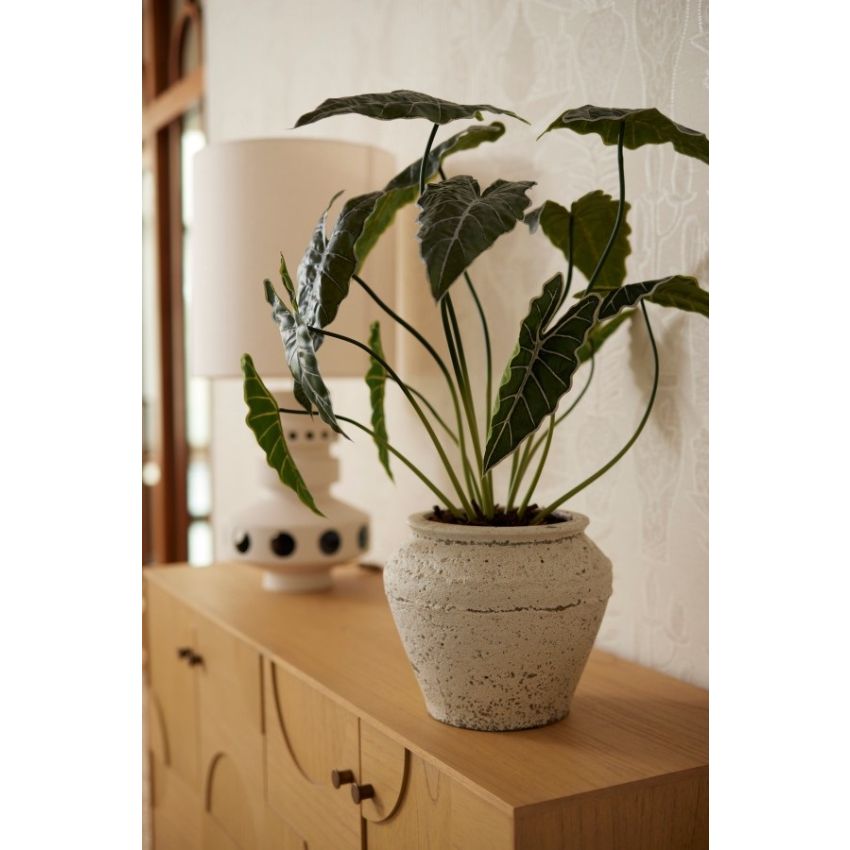 Alocasia plant 80cm