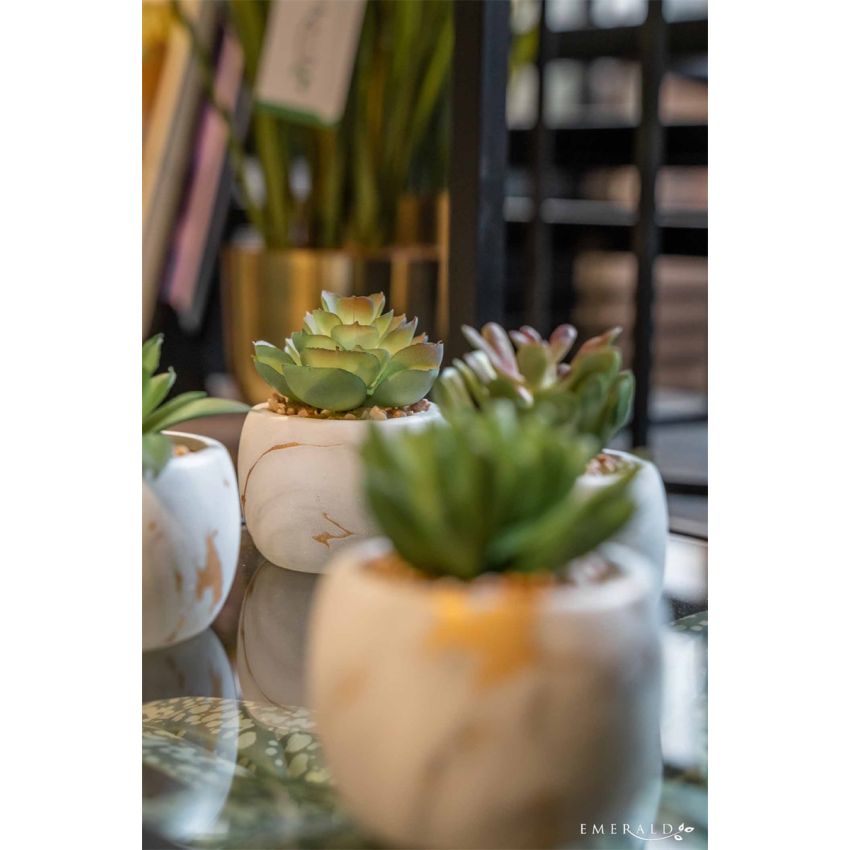 Succulent mix x4 in marble pot 10cm