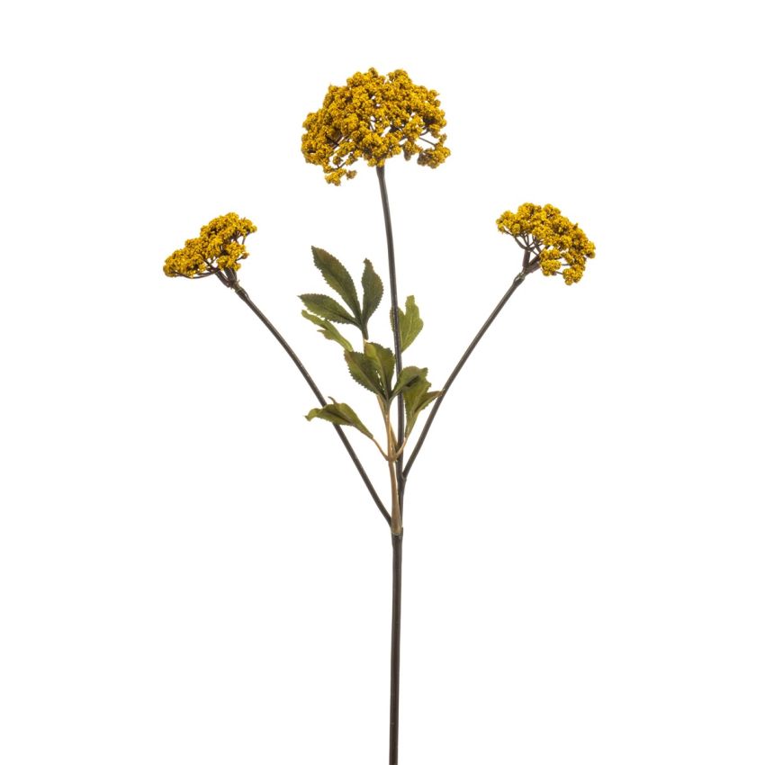 Achillea spray yellow 70cm