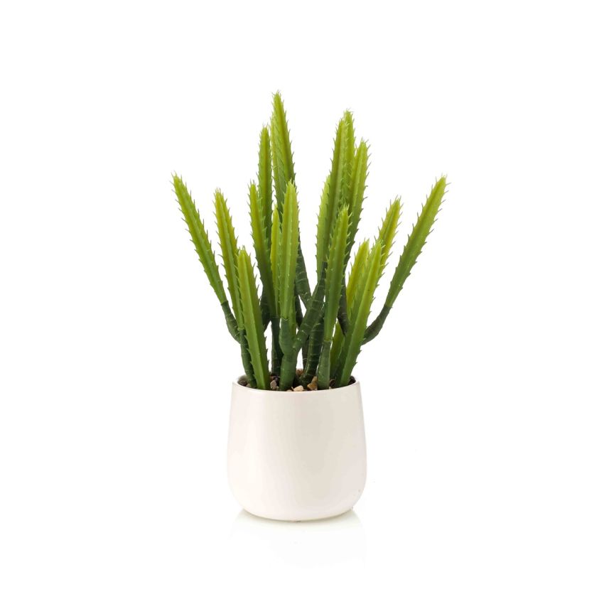 Euphorbia in white pot 28cm