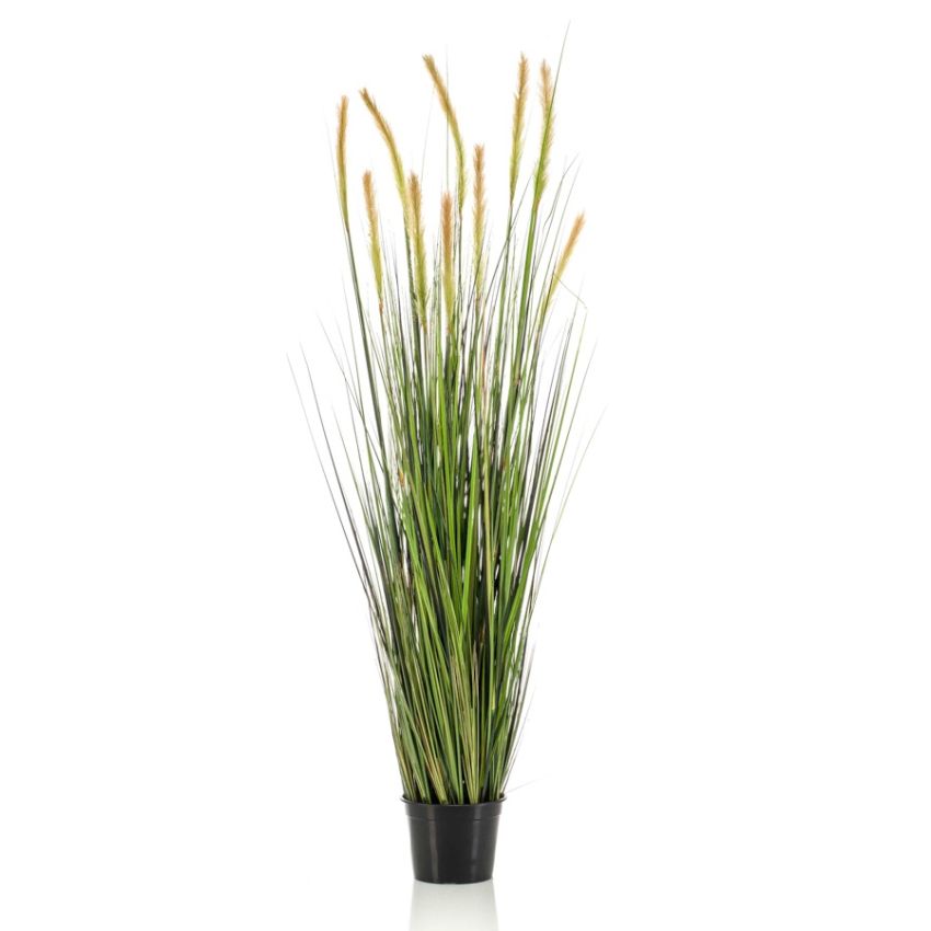 Grass foxtail 150cm