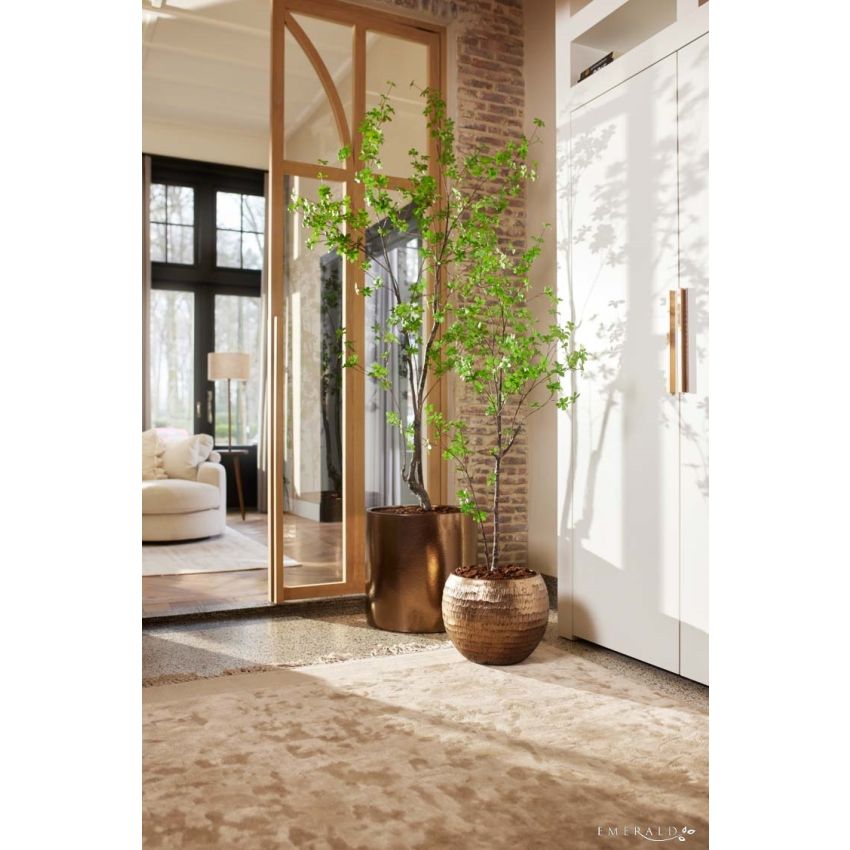 Tropaeolum speciosum plant 150cm