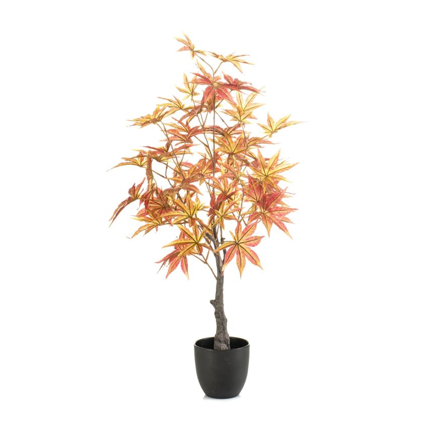 Maple japanese tree red in pot 80cm