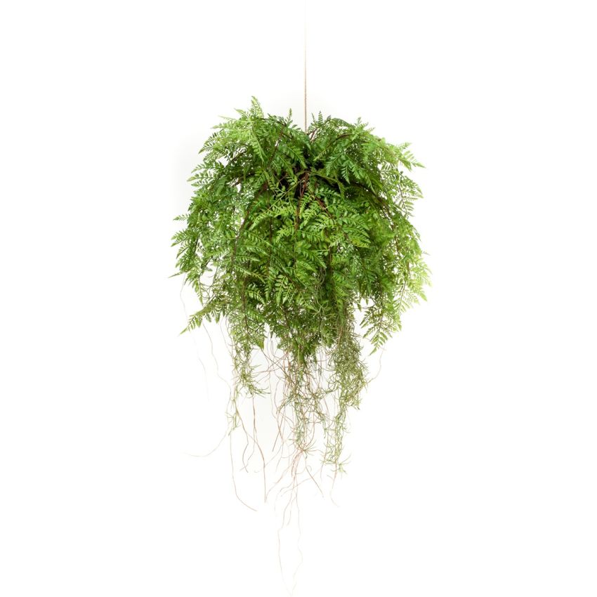Fern w roots hanging deko d55cm