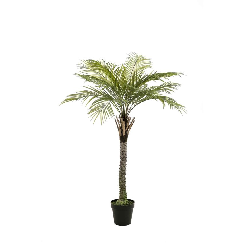 Phoenix palm deluxe 160cm (knock-down packing)