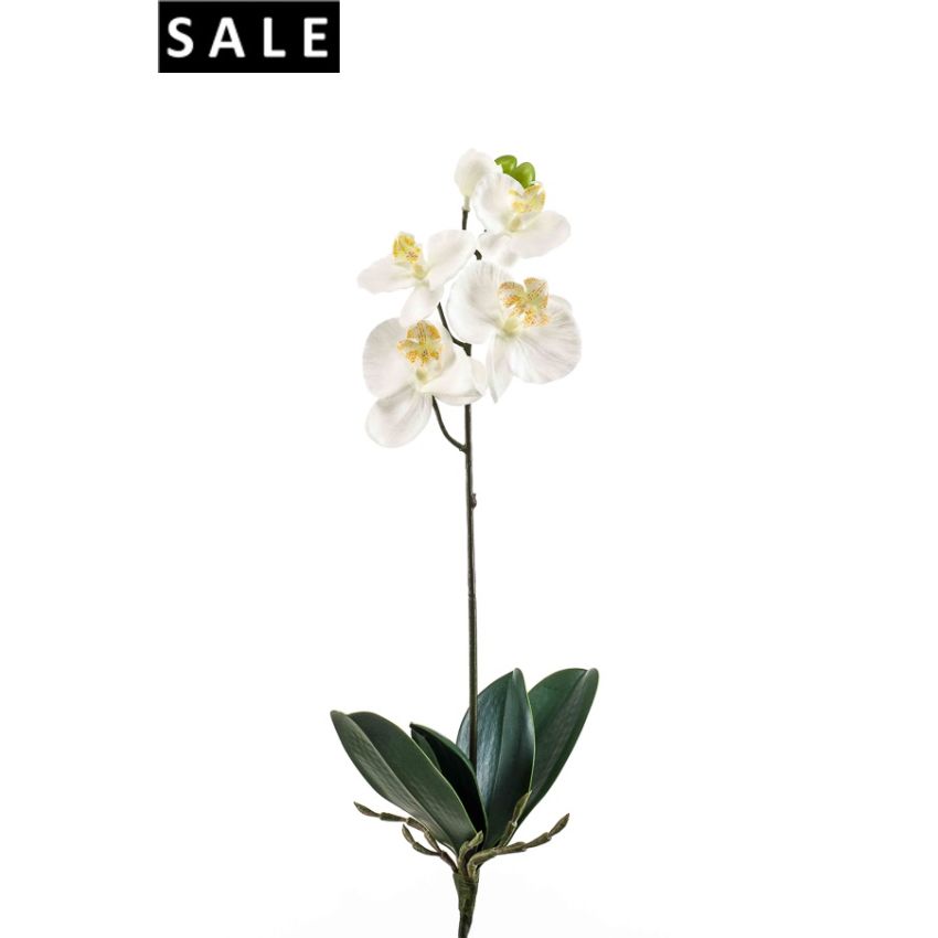 Phalaenopsis bush medium 40cm white