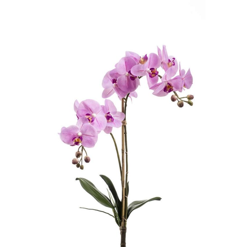 Phalaenopsis bush RT pink 65cm