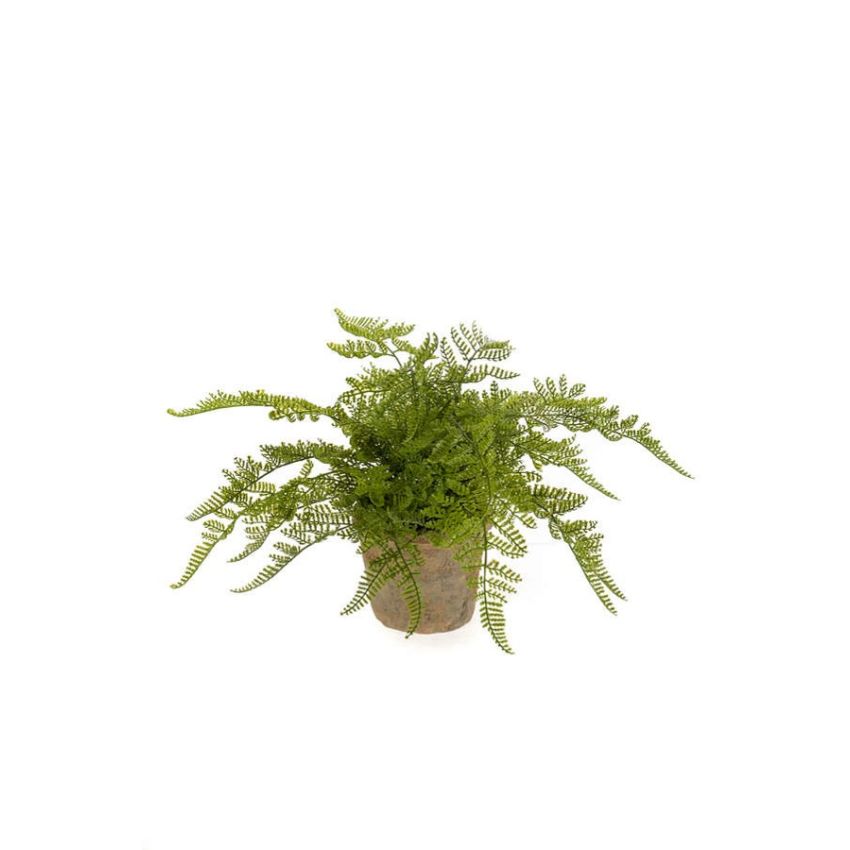 Fern forest bush 35cm in tc pot aged