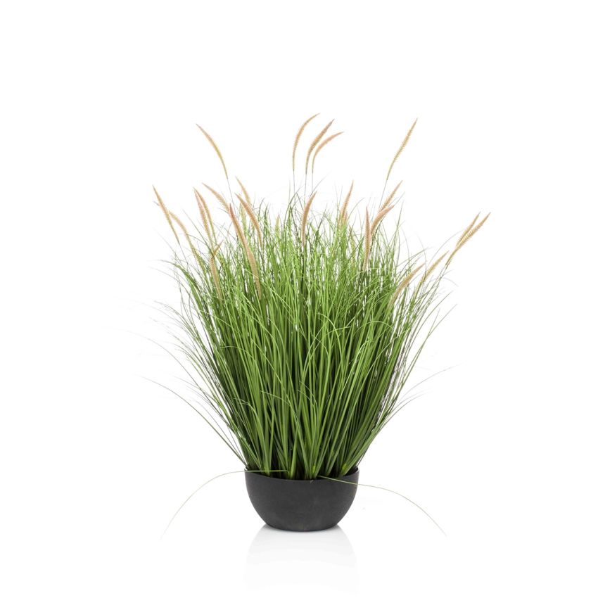 Pennisetum grass in bowl 80cm