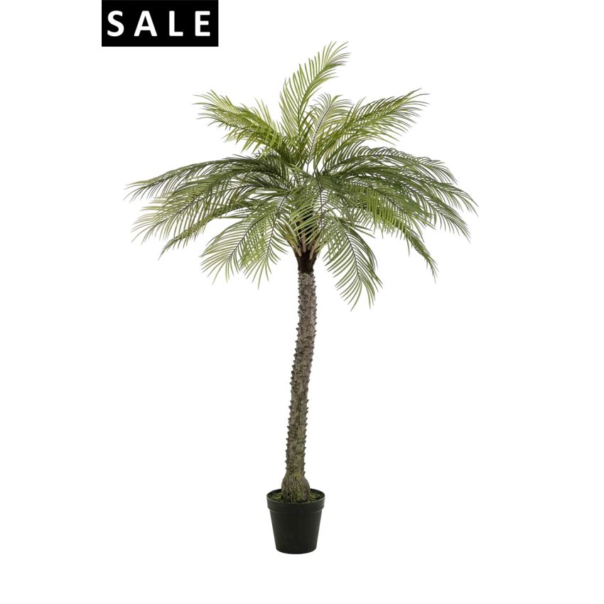 Phoenix palm deluxe 220cm (knock-down packing)