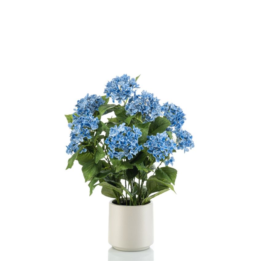 Hydrangea blue in pot 68cm