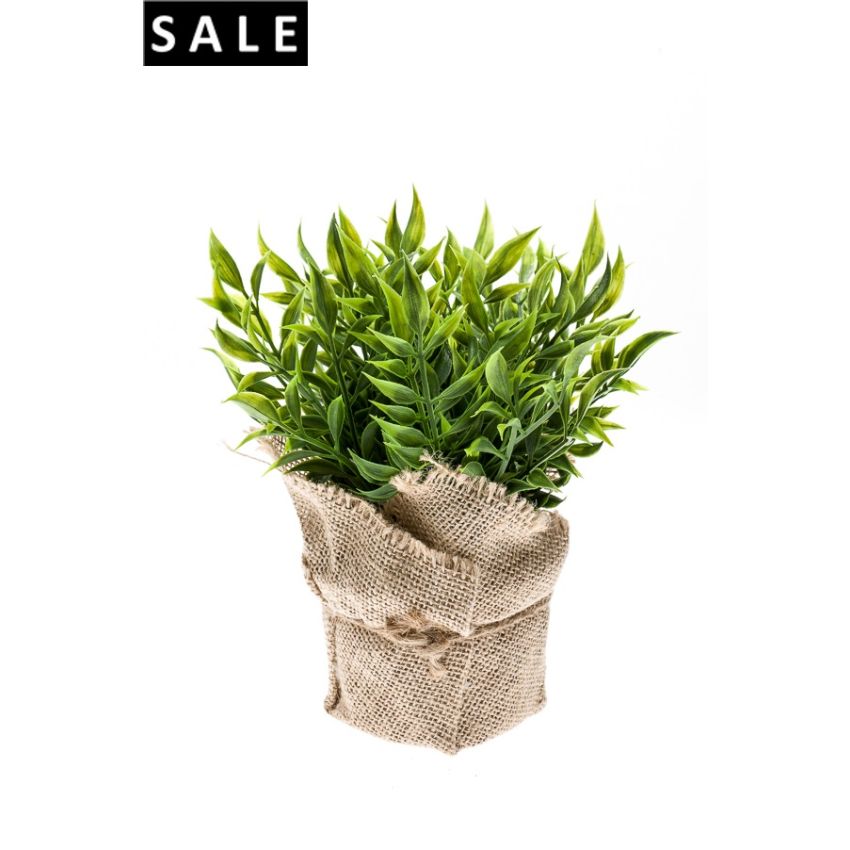 Ruscus bush 20cm in jute pot