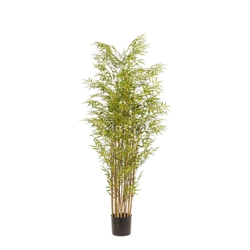 Bamboo japanese multi x21 180cm