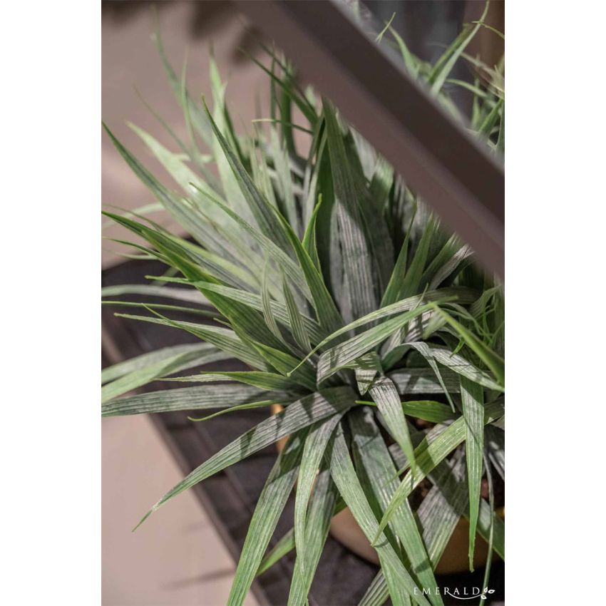 Grass bush green 30cm in pearlgold bowl