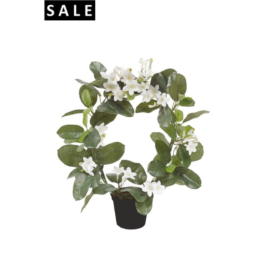 Stephanotis ring 40cm white in plastic pot 10cm