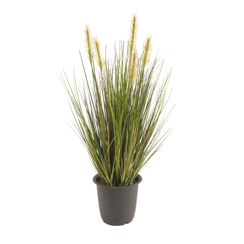 Grass in pot  45cm