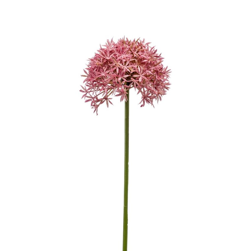 Allium spray pink 62cm