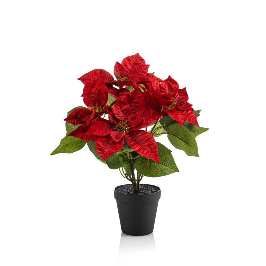 Poinsettia bush red 38cm in black pot