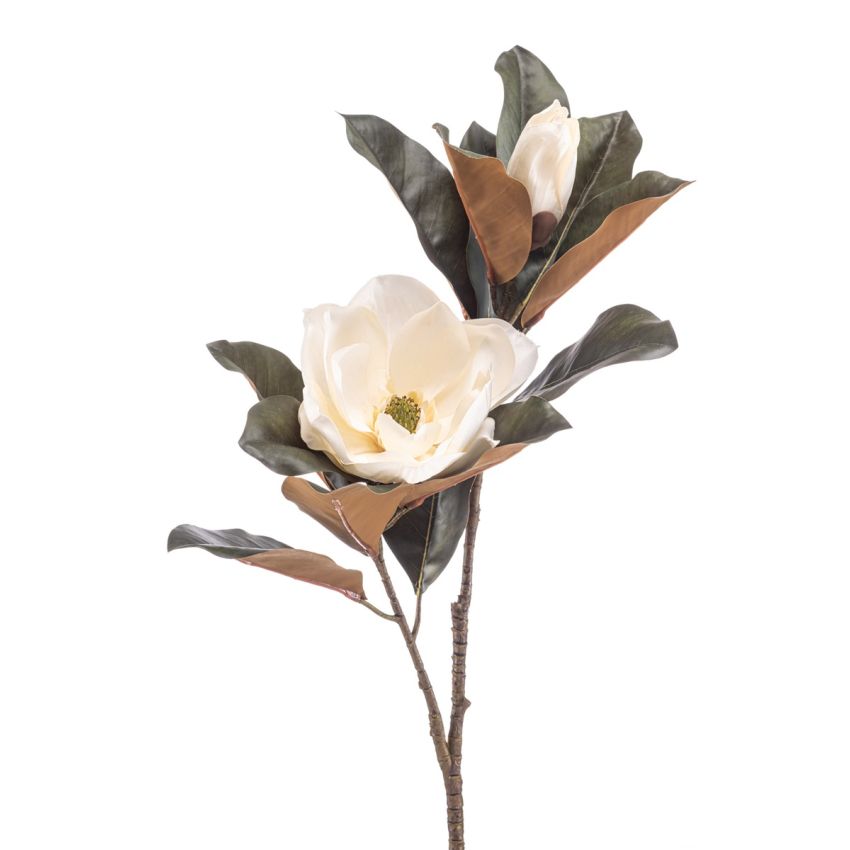 Magnolia spray cream 85cm