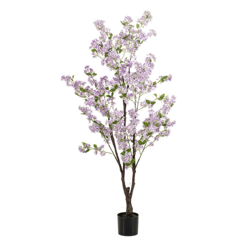 Jasmin tree lt purple in pot 160cm