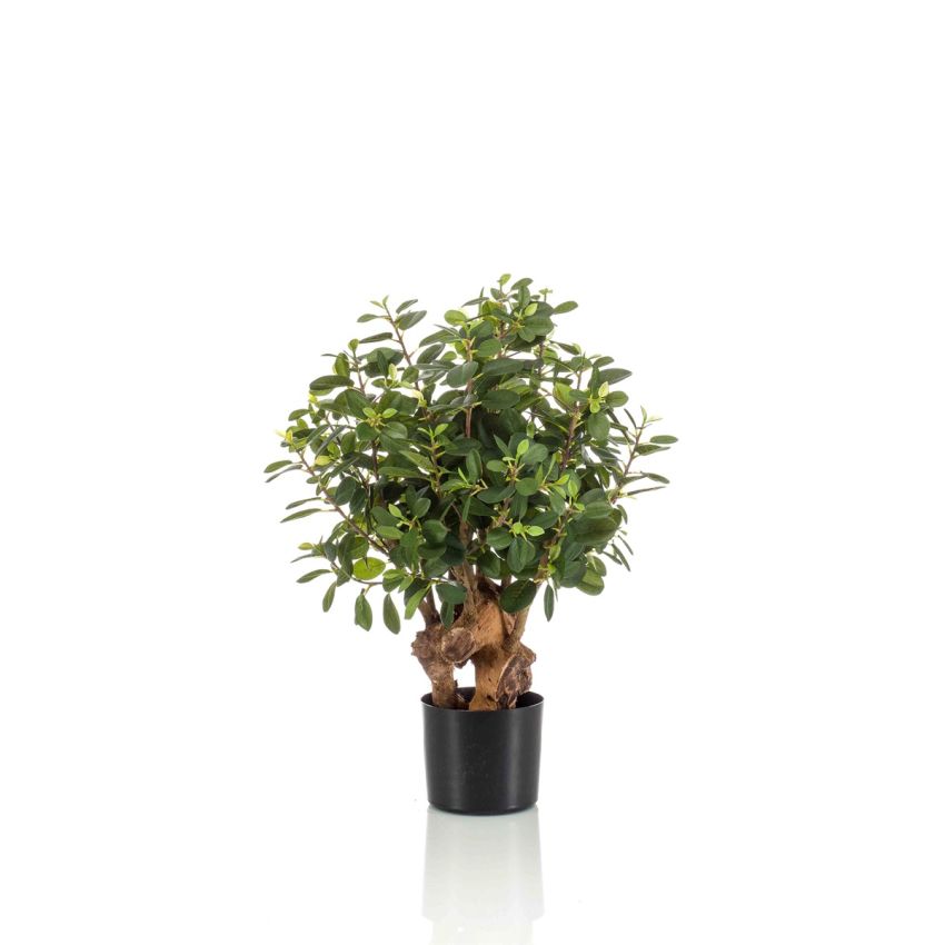 Ficus panda botanica tree 70cm