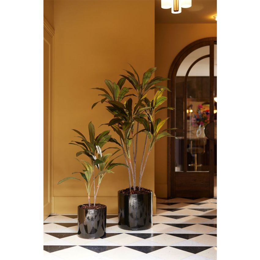 Cordyline plant 160cm