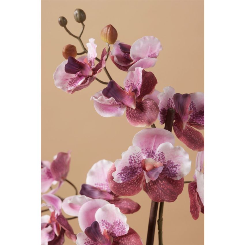 Vanda old pink in pot 60cm