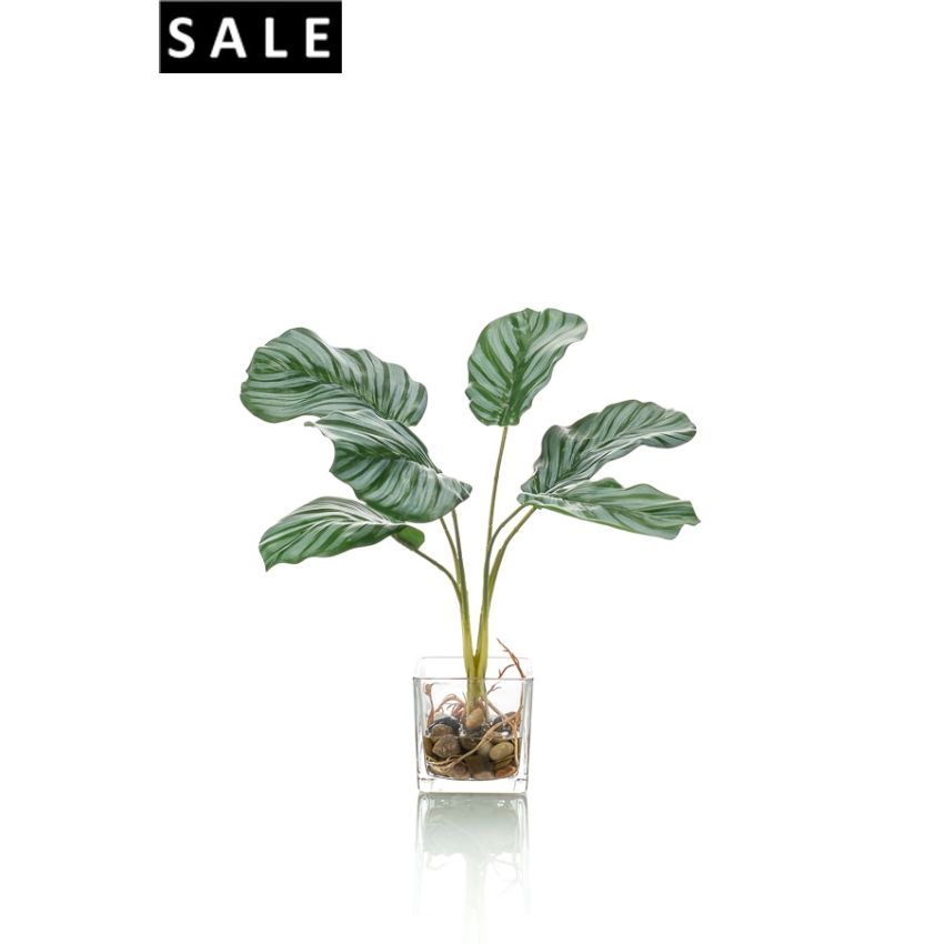 Calathea x6 35cm in glass pot 8cm