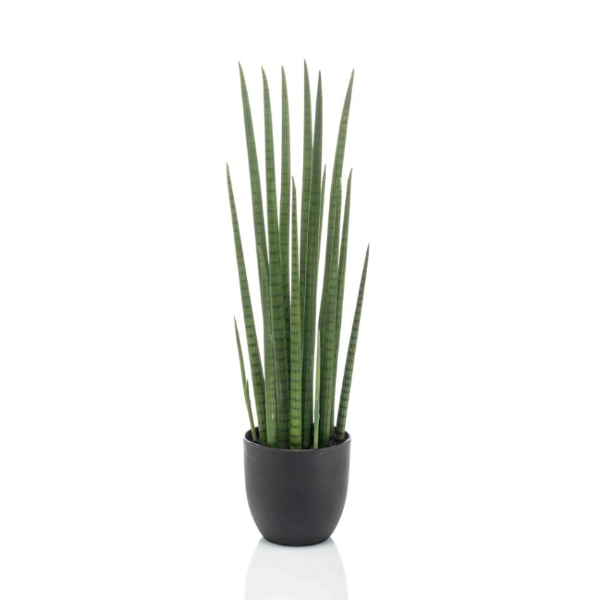 Sansevieria cylindrica 70cm
