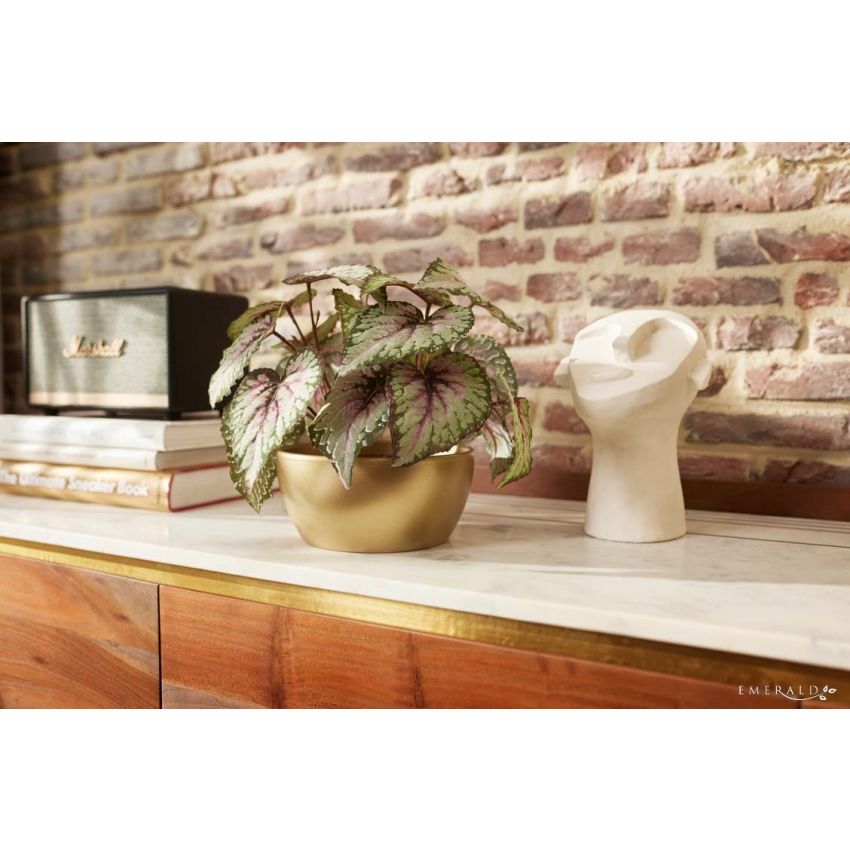 Begonia leaves bush UV grey/pink 30cm in pearlgold bowl