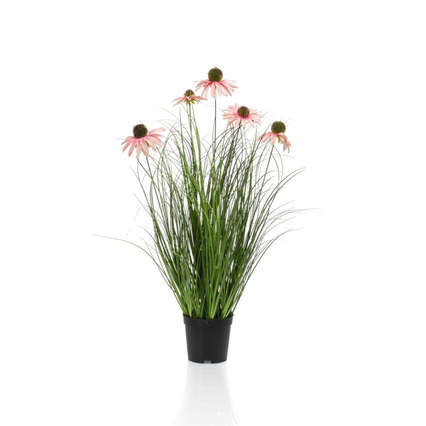 Rudbeckia grass pink in pot 60cm