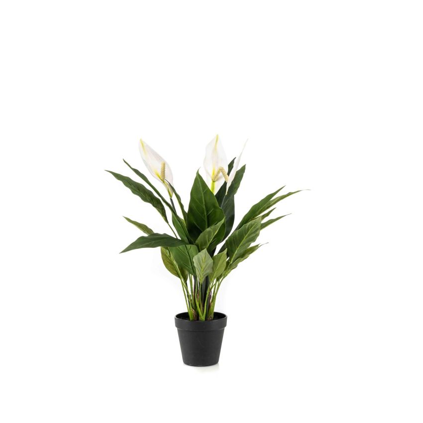 Spathiphyllum plant 53cm