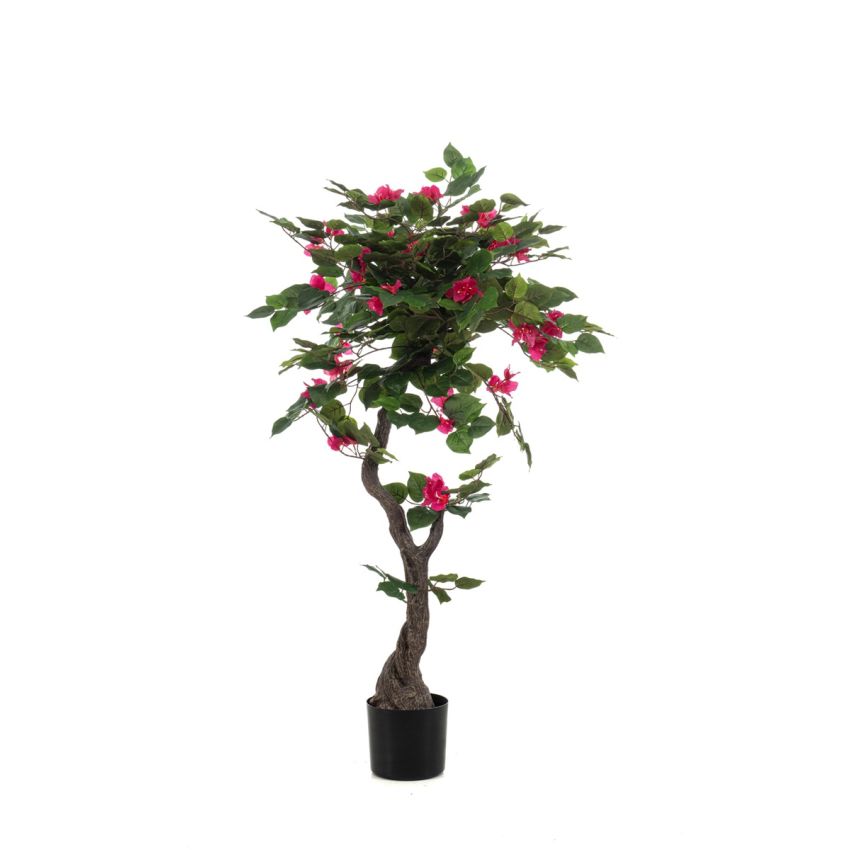 Bougainvillea liana fuchsia in pot 120cm