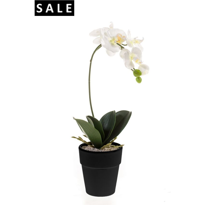 Phalaenopsis bush white 50cm in black pot