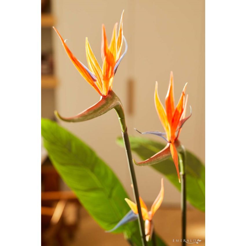 Strelitzia plant w3 flowers 120cm