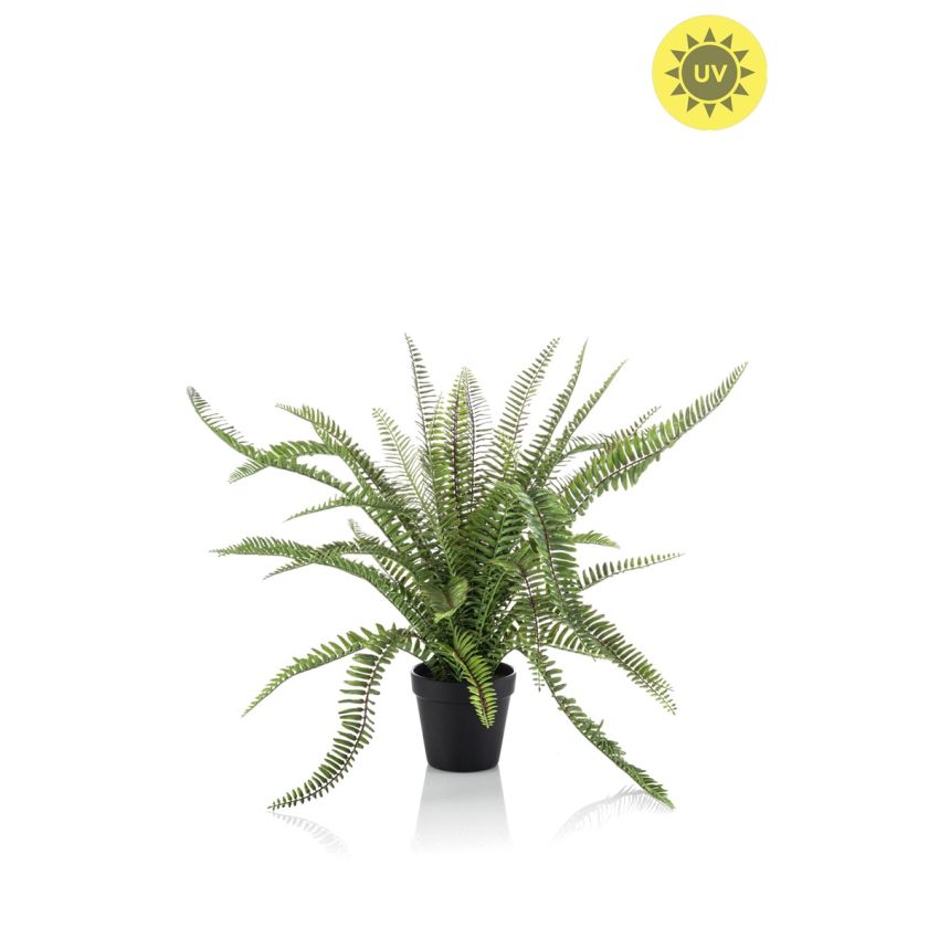 Fern UV in pot 53cm