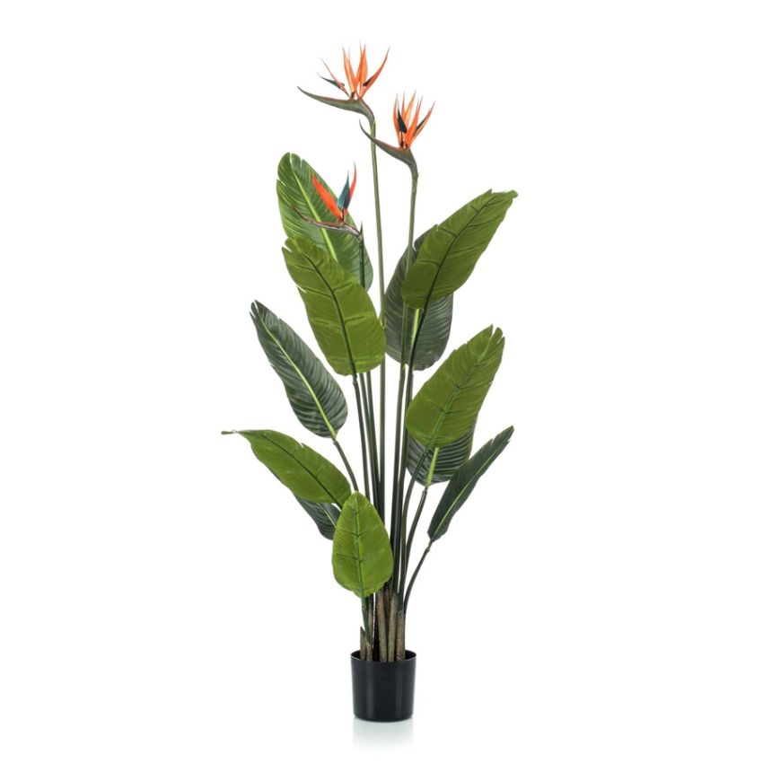 Strelitzia plant w3 flowers 120cm