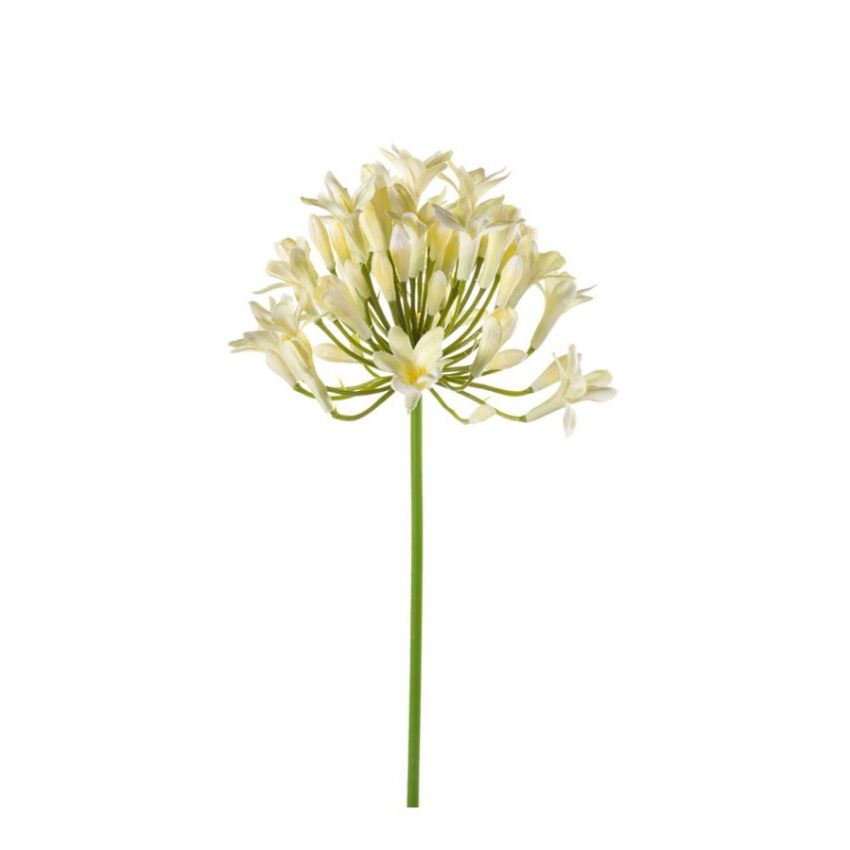 Agapanthus spray cream 75cm