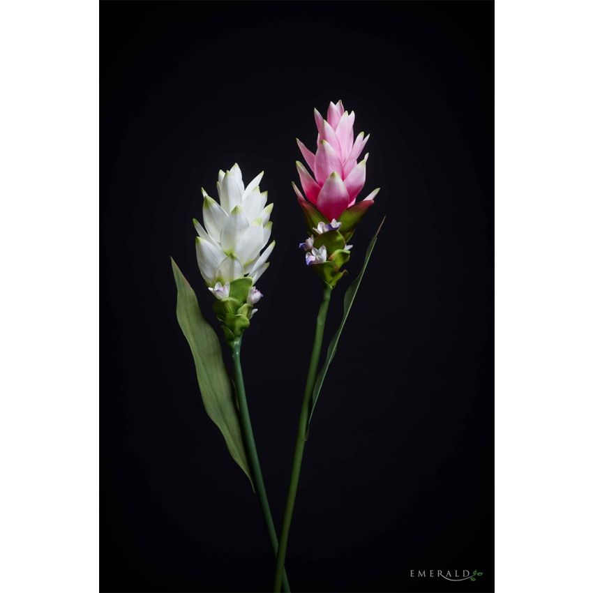 Curcuma spray RT pink 80cm