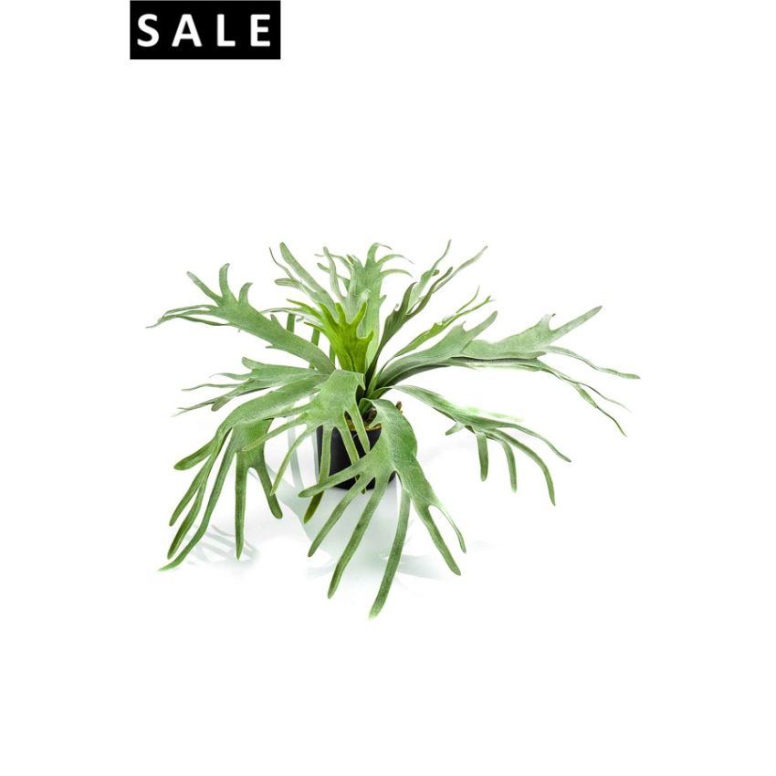 Staghorn plant x14 60cm in plastic pot