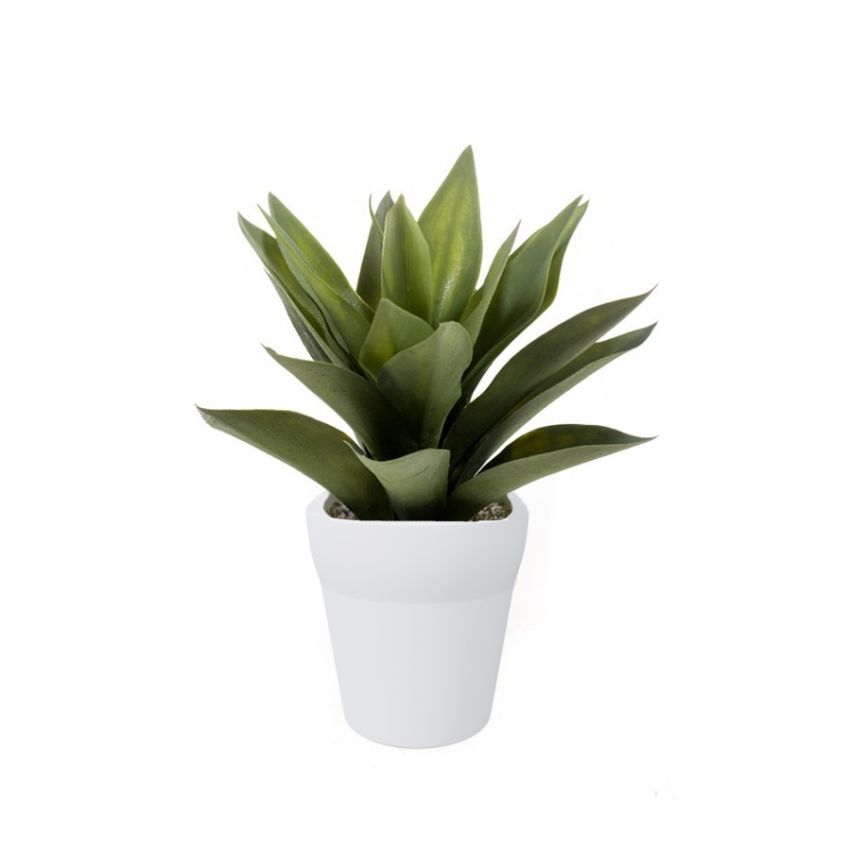 Agave bush grey 30cm in white pot