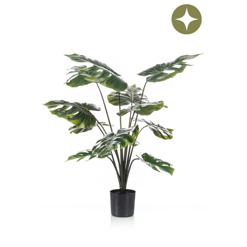 Monstera plant 80cm