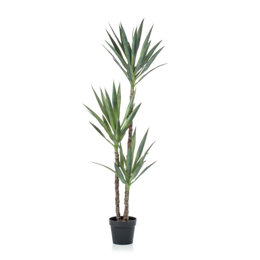 Yucca plant 150cm